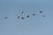 Small flock of African geese Alopochen aegyptiaca in the sky over the Zambezi river in Zambia