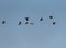 Small flock of African geese Alopochen aegyptiaca in the sky over the Zambezi river in Zambia