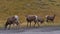 Small flock of bighorn sheep with brown fur grazing beside gravel road in Kananaskis Country, Alberta, Canada.