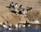 Small flock of Canada geese by shore of lake