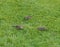 A small flock of the common waxbill birds on Oahu