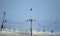 A small flock of cormorants sits on fishing nets