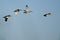 Small Flock of Ducks Flying in a Blue Sky