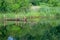 A small flock of ducks swimming in the pond on a bright sunny summer day against the background of thickets and one of them climbe