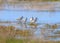 A small flock of The dunlins Calidris alpina