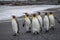 Small flock of emperor penguins walking on beach