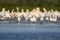 A small flock of European spoonbills stands in the water
