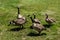 small flock of geese on green grass in a village or on ranch animals and birds