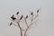 A small flock of littlel cormorants sits on a dry tree