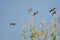 Small Flock of Mallard Ducks Flying in a Blue Sky