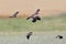 A small flock of northern lapwing Vanellus vanellus in flight