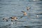 Small flock of seabirds flying over the sea while others are swimming on a sunny day