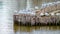 Small flock of seagulls perching on a wooden waves breaker