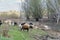 Small flock of sheep graze in a meadow with dry trees and snags