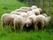 Small flock of sheep with long curly wool in green pasture