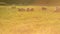 Small flock of sheep in a pasture in sunset light