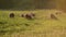 Small flock of sheep in a pasture in sunset light