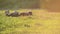 Small flock of sheep in a pasture in sunset light