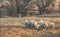 A small flock of sheep on a winters morning