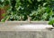 Small flock of sparrows standing on the concrete wall