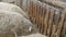 Small flock of unshorn white sheep Eating hay from a feeder on a farm in the village. Funny sheep with white muzzles