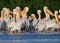 Small flock white pelicans rest on the water