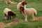 A small flock of young sheep eats fresh green grass in a meadow on a warm summer day. Production of organic lamb meat and wool.