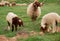 A small flock of young sheep eats fresh green grass in a meadow on a warm summer day. Production of organic lamb meat and wool.