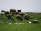 A small flock of young sheep eats fresh green grass in a meadow on a warm summer day. Production of organic lamb meat and wool.