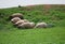 A small flock of young sheep eats fresh green grass in a meadow on a warm summer day. Production of organic lamb meat and wool.