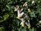 Small flower buds and flowers of early spring herbaceous plant Dutchman`s britches or Dutchman`s breeches Dicentra cucullaria