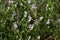 Small-flower catchfly