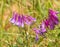 Small flower clusters of a Common Vetch