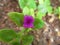 Small flower color purple beautiful delicate aroma