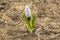 Small flower Crocus white in the open ground