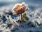 small flower in frost, freezing, frost, sunny day, high contrast