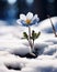 A small flower growing out of the snow: Nature triumphantly defi