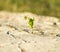 Small flower growing on a stone