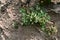 Small flower grows on wall