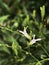 Small flower of Kariyat plant or Andrographis paniculata.green leaves.healthy herb