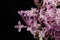 A small flower of a lilac bush in an enlargement. Cute flowers from the home garden