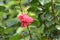 Small Flower in Magenta color with green leaves