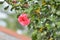 Small Flower in Magenta color with green leaves