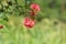 Small Flower in Magenta color with green leaves