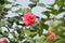 Small Flower in Magenta color with green leaves