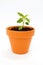 A small flower pot and green plant
