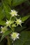 Small-flower sighted in remnant of Atlantic Forest