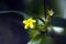 Small-flower sighted in remnant of Atlantic Forest