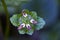 Small-flower sighted in remnant of Atlantic Forest