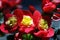 Small-flowered Begonia Multiflora Flamboyant